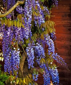 Blue Wisteria Plant paint by numbers