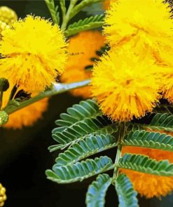 Close Up Mimosa Plant paint by numbers