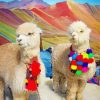 Colorful Alpacas paint by numbers