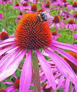 Echinacea paint by numbers