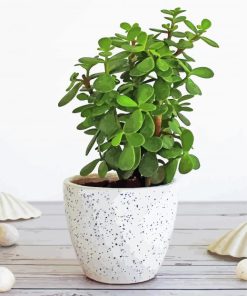 Green Jade Plant paint by numbers
