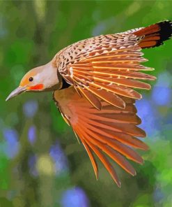 Northern Flicker Bird paint by numbers