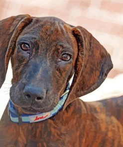 Plott Hound Dog paint by numbers