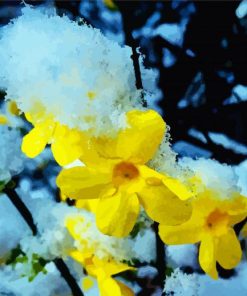 Snowy Winter Jasmine paint by numbers