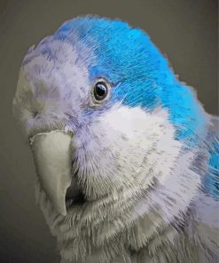 Blue Quaker Parrot Head Paint By Numbers