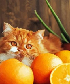 Cat And Orange Fruits Paint By Numbers