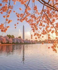Cherry Blossoms Washington DC Paint By Numbers