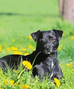 Patterdale Black Dog Paint By Numbers