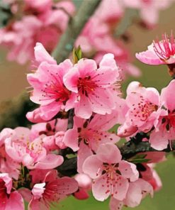 Pink Apple Blossom Paint By Numbers