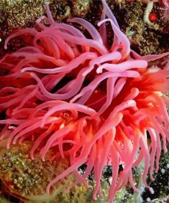Pink Sea Anemone Paint By Numbers