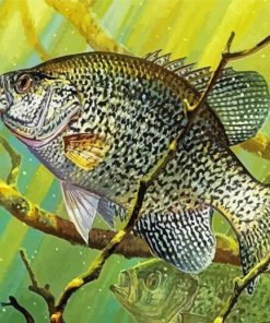 Crappie Underwater Paint By Numbers 
