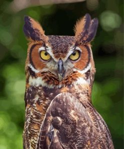 Horned Owl Paint By Numbers