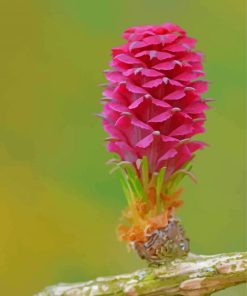 Larch Flower Paint By Numbers