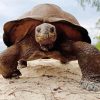 Close Up Seychelles Giant Tortoise Paint By Numbers