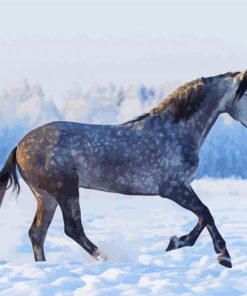 Dapple Horse In Snow Paint By Numbers