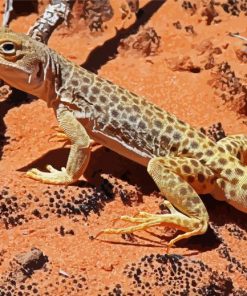 Desert Gecko Reptile Paint By Numbers