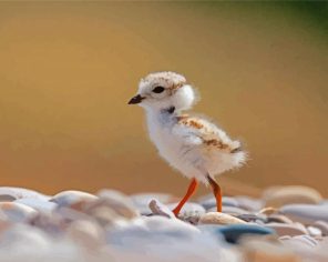 Little Piping Plover Paint By Numbers