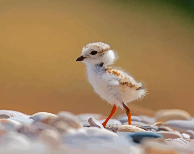 Little Piping Plover Paint By Numbers