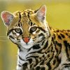 Ocelot Paint By Numbers