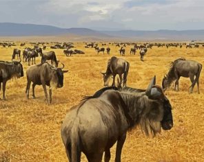 Wildebeest Animals Paint By Numbers