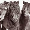 Black And White Sable Island Horses Paint By Numbers