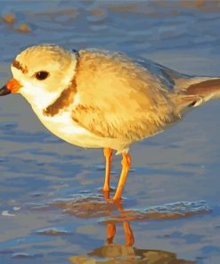 Piping Plover At The Beach Paint By Numbers