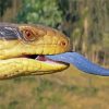 Blue Tongued Skink Head Paint By Numbers