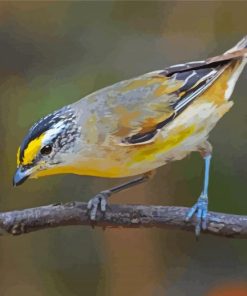 Close Up Pardalote Bird On A Branch Paint By Numbers