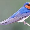 Common House Martin Swallow Paint By Numbers