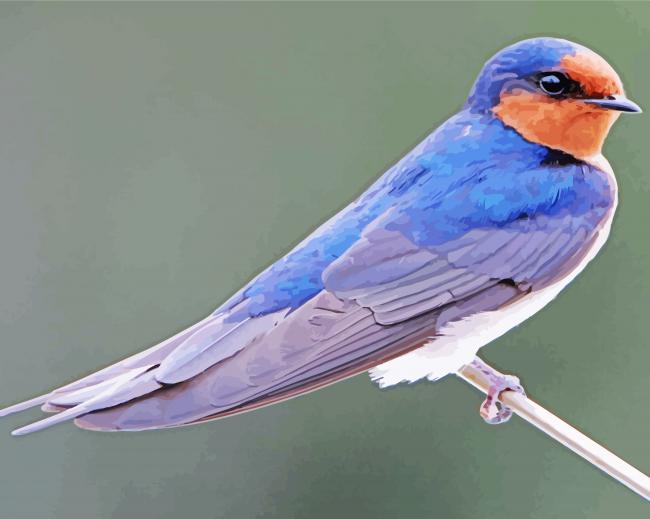 Common House Martin Swallow Paint By Numbers