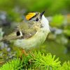 Goldcrest Bird Animal Paint By Numbers