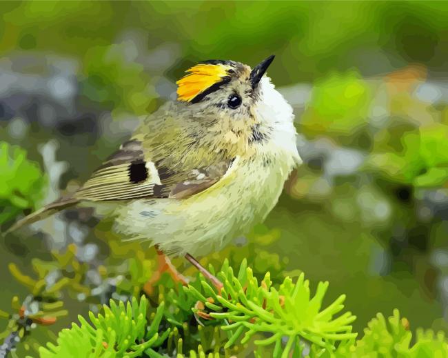 Goldcrest Bird Animal Paint By Numbers