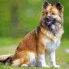 Icelandic Sheepdog Dog Paint By Numbers