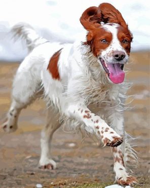 Irish Red And White Setter Dog Running Paint By Numbers
