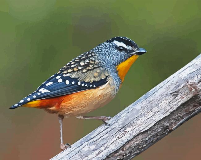Pardalote Bird Paint By Numbers