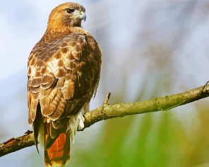 Red Tail Hawk Paint By Numbers