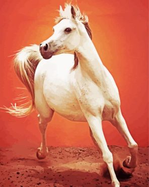 The Arabian Horse Animal Paint By Numbers
