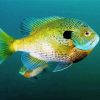The Bluegill Fish Paint By Numbers