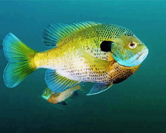 The Bluegill Fish Paint By Numbers