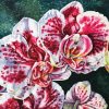 White And Pink Orchids Paint By Numbers