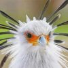 White The Secretarybird Paint By Numbers