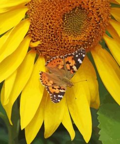 Butterfly With Sunflowers Paint By Numbers