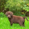 Chocolate Labrador Retriever Puppy Paint By Numbers
