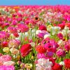 Pink Flowers In Field Paint By Numbers