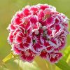 Red Sweet William Flowers Paint By Numbers