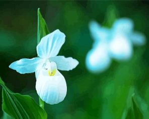 White Lady Slipper Orchids Paint By Numbers