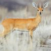 Wild Steenbok Paint By Numbers