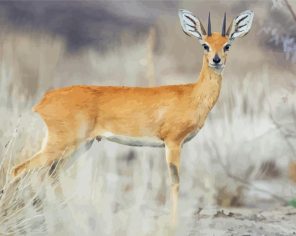 Wild Steenbok Paint By Numbers