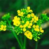 Yellow Alyssum Paint By Numbers
