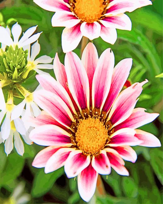 African Daisies Gazania Paint By Numbers